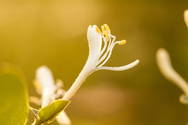 金银花夏天或秋天掉叶子吗